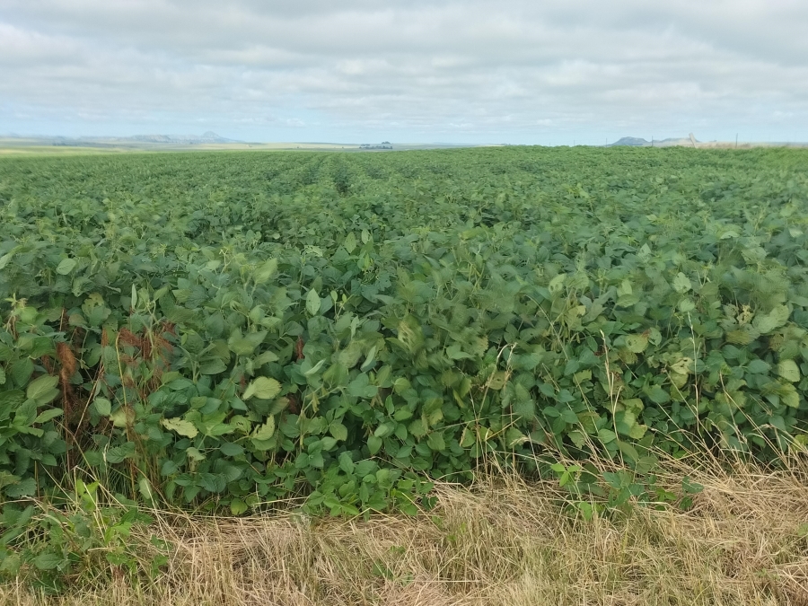 4 Bedroom Property for Sale in Bethlehem Rural Free State